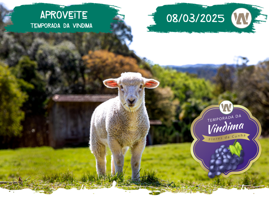 Sunset e Videiras – 08/03/2026