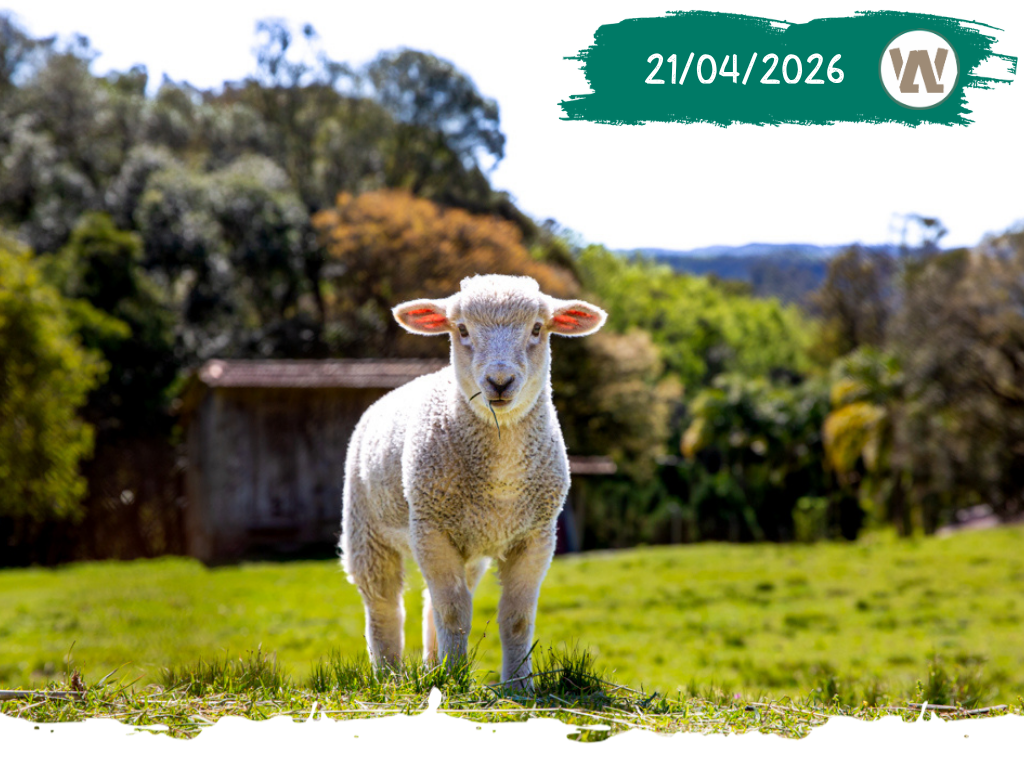 Sunset e Videiras – 21/04/2026